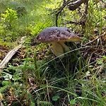 Almhuette Chalé *
