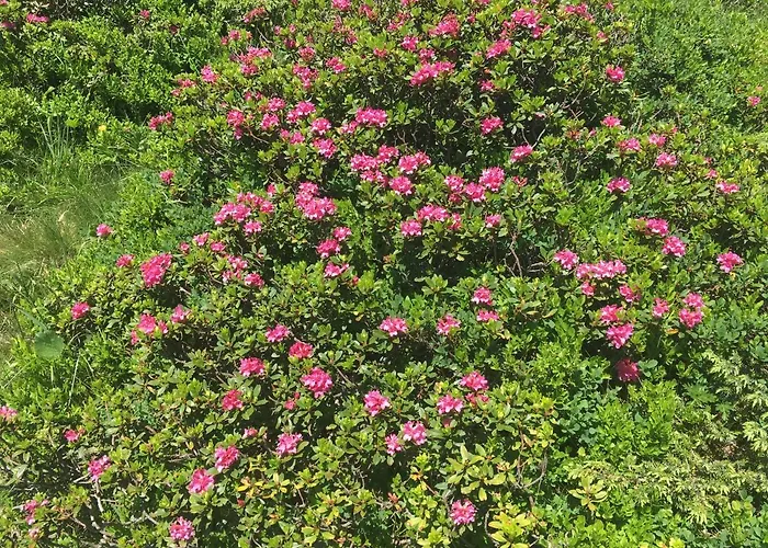 Almhuette * لاختال